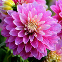 Саженцы Георгина гэллери Rembrandt (Рембранд)