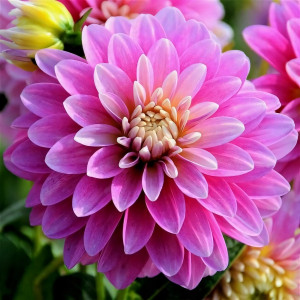 Саженцы Георгина гэллери Rembrandt (Рембранд)