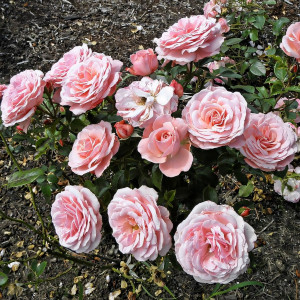 Саженцы Роза флорибунда Секси Рекси