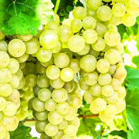 Саженцы Виноград Аврора
