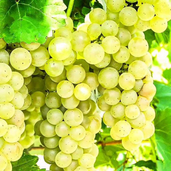 Саженцы Виноград Аврора