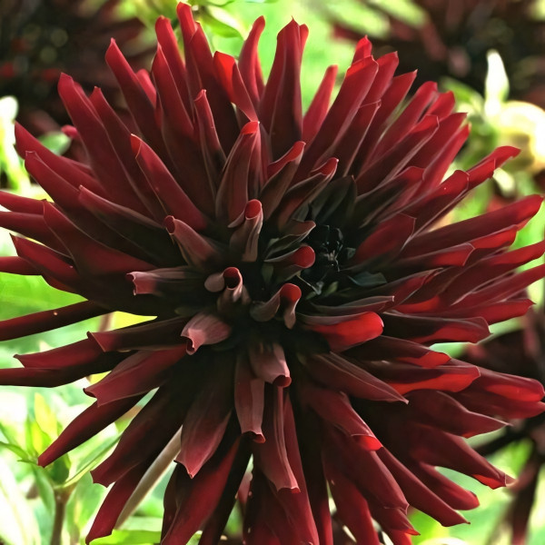 Саженцы Георгина Trebbiano