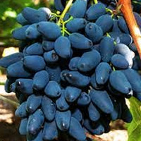 Саженцы Виноград Памяти Негруля