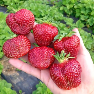 Клубника (крупноплодная) Вивальди 5 шт. в упаковке