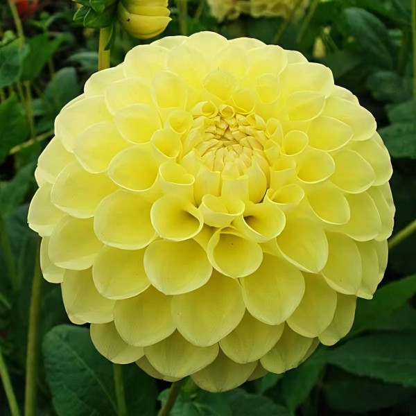 Саженцы Георгина шаровидная Jowey Martina (Джоуи Мартина)