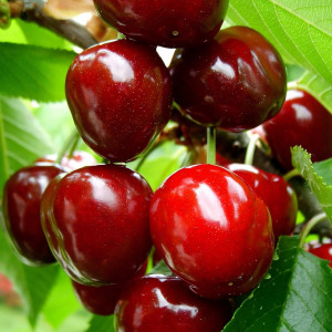 Саженцы Вишня Любская