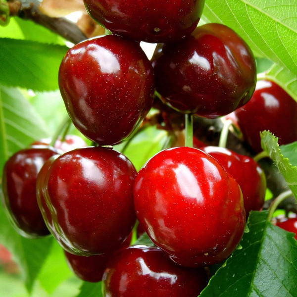 Саженцы Вишня Любская