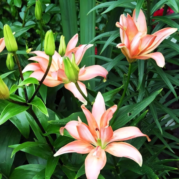 Луковицы  Лилия азиатская Falmarin (Фальмарин) (3шт.)