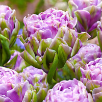 Луковицы Тюльпан махровый Вайолет Прана (в упаковке - 3шт.)