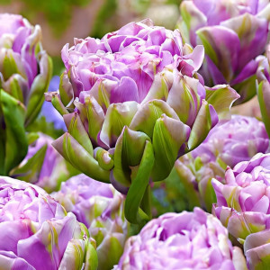 Тюльпан махровый Вайолет Прана (в упаковке - 3шт.)