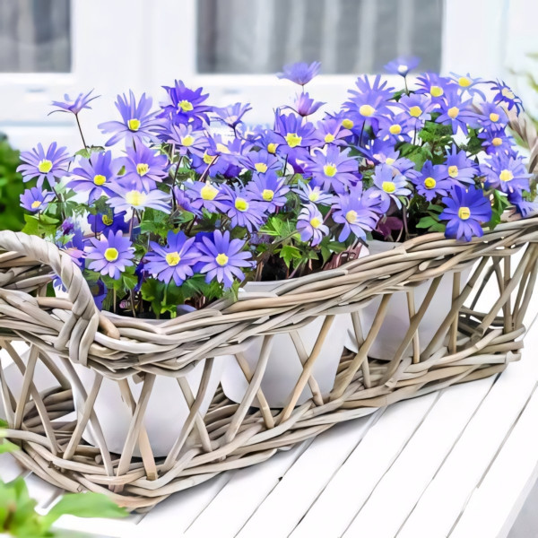 Саженец Анемона Бланда Блю Шейдс