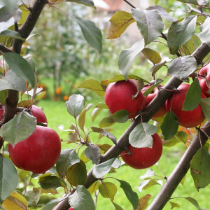 Саженцы Яблоня Ред Кетти (красная мякоть)