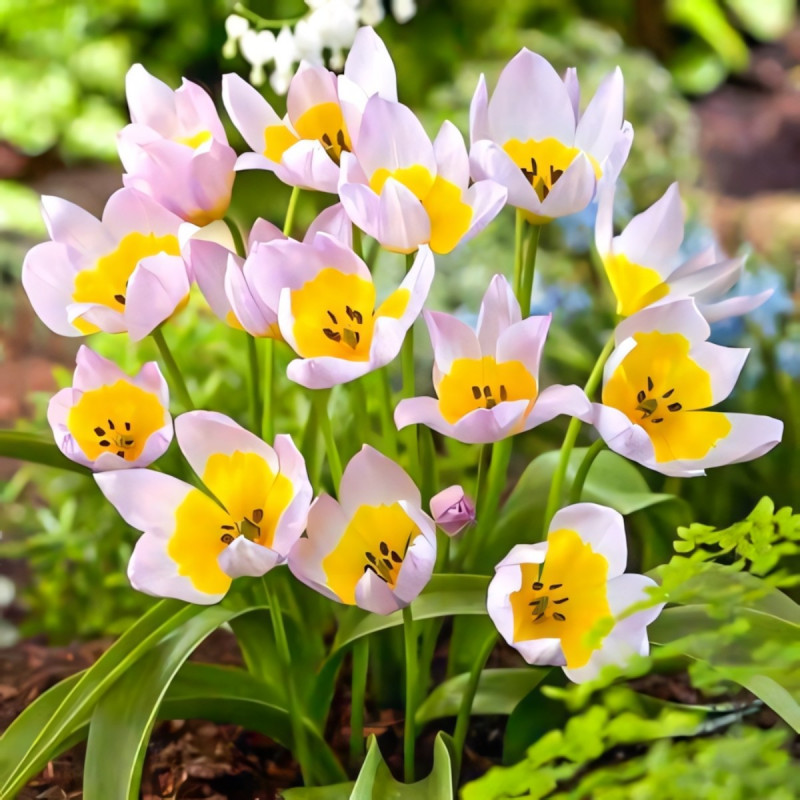 Луковицы Тюльпан ботанический Лилак Вандер (в упаковке - 3шт.)