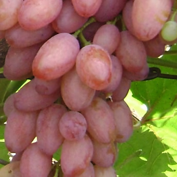 Саженцы Виноград Арочный