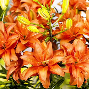  Лилия азиатская Ceb Latte (Кеб Латте)