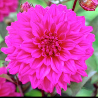 Саженцы Георгина Engelhards Matador