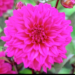 Саженцы Георгина Engelhards Matador