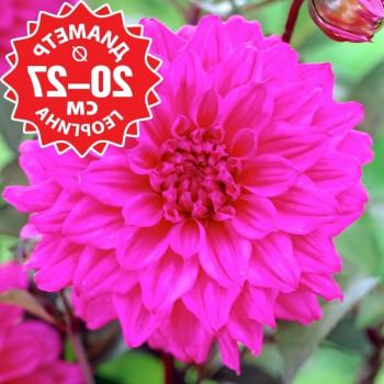 Саженцы Георгина Engelhards Matador