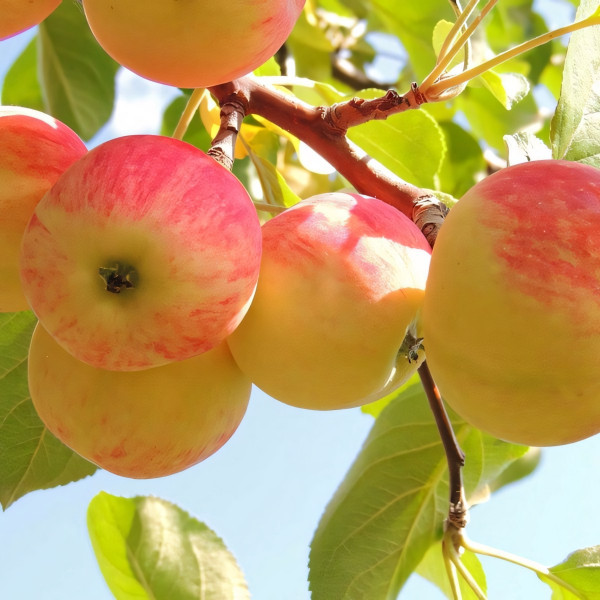 Саженцы Яблоня Гулливер