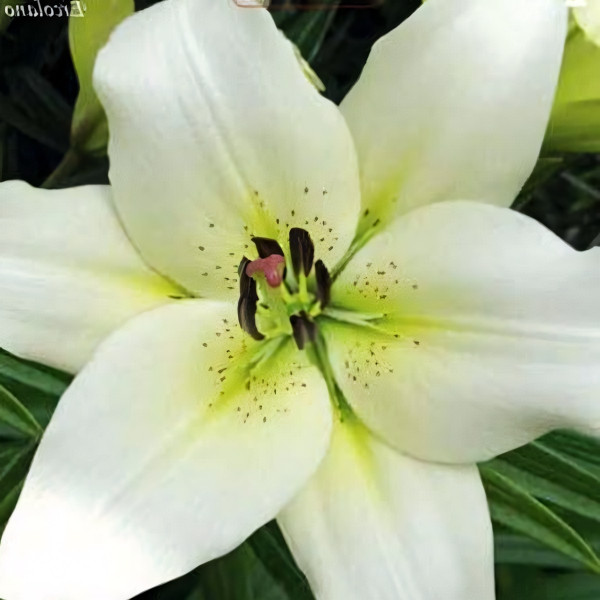 Луковицы  Лилия ЛА гибрид Ercolano (Эрколано) (3шт.)