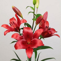 Луковицы  Лилия Brianza (Брианца) (3шт.)