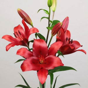  Лилия Brianza (Брианца)