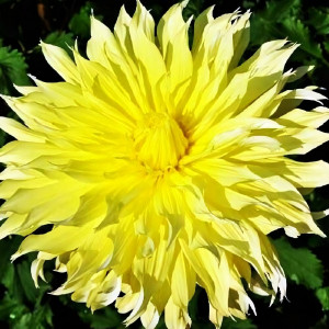 Саженцы Георгина декоративная макси Ponderosa (Пондероза)