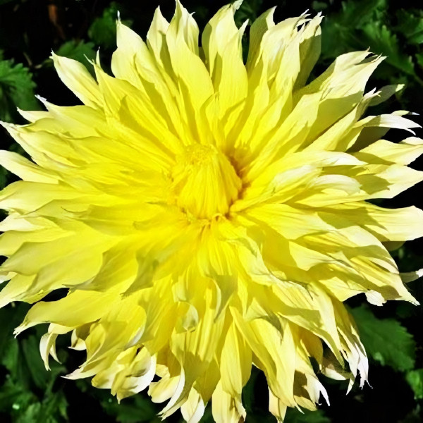 Саженцы Георгина декоративная макси Ponderosa (Пондероза)