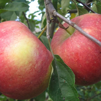 Саженцы Яблоня Белорусское Сладкое