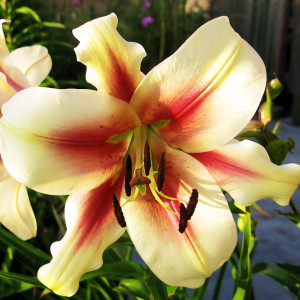  Лилия ОТ гибрид Lavon (Лавон)