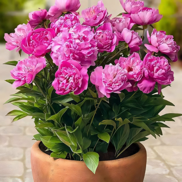 Саженец Пион Патио Рим