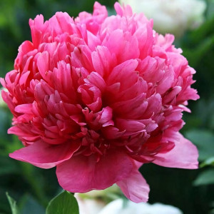 Саженцы Пион Command Performance (Команд Перфоманс)