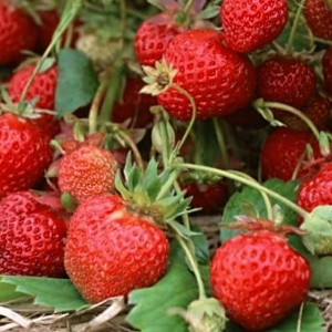 Клубника  Кокинская Ранняя  (упаковка 5 шт.)