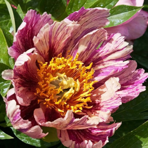 Саженцы Пион Anderson's Kaleidoscoop (Андерсонс Калейдоскоп)