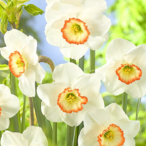 Луковицы Нарцисс крупнокорончатый Барби Долл (в упаковке - 3шт.)