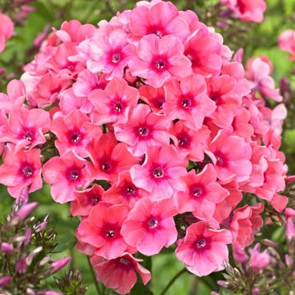 Саженцы Флокс Johanna (Джоанна)