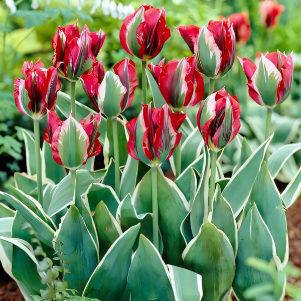 Луковицы Тюльпан зеленоцветный Эсперанто (в упаковке - 3шт.)