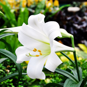  Лилия длинноцветковая Carpino (Карпино)