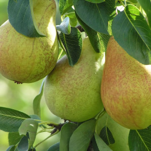 Саженцы Груша Русская Красавица