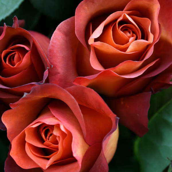 Саженцы Роза чайно-гибридная Кофе Брейк