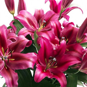  Лилия ОТ гибрид Palazzo (Палаццо)