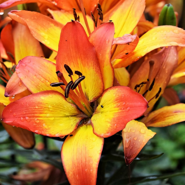 Луковицы  Лилия азиатская Sunset Joy (Сансет Джой) (3шт.)