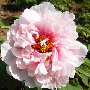 Саженцы Пион Персик Под Снегом