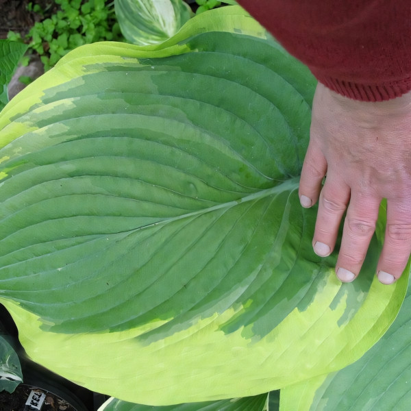 Саженцы Хоста Dino (Дино) L