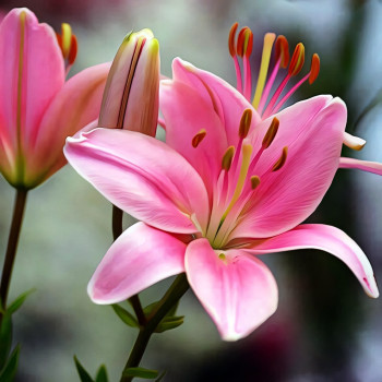  Лилия азиатская Chianti (Кьянти)