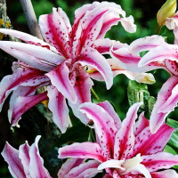 Луковицы  Лилия восточная Magic Star (Мэджик Стар) (3шт.)