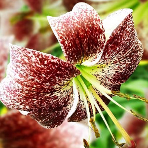  Лилия тигровая Purple Life (Пурпл Лайф)