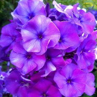 Саженцы Флокс метельчатый Никольский