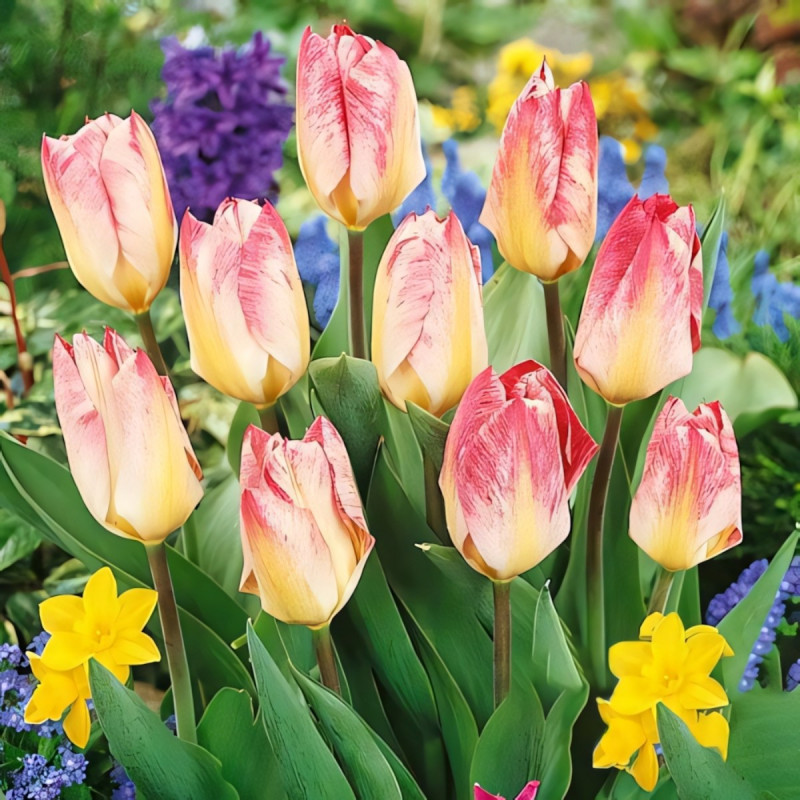 Луковицы Тюльпан Фостера Флэминг Пуриссима (в упаковке - 3шт.)