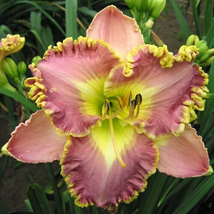 Саженцы Лилейник Lavender TuTu (Лавендер Туту)